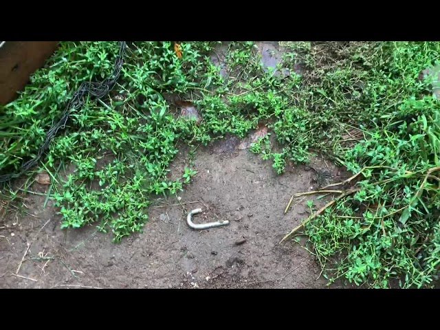 Qaib thai(Hmong Minnesota tub sab). $1000 rewards