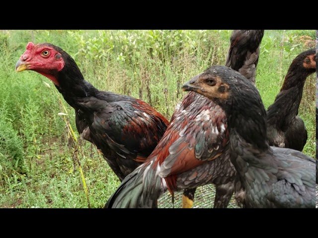 Qaib Hmong Los Tsau Part 4