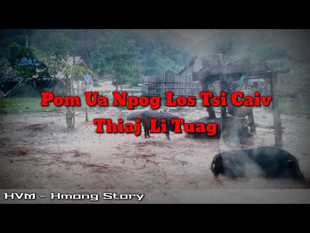 Hmong story – Twb pom ua npog los tsi caiv thiaj tuag 08-30-2020