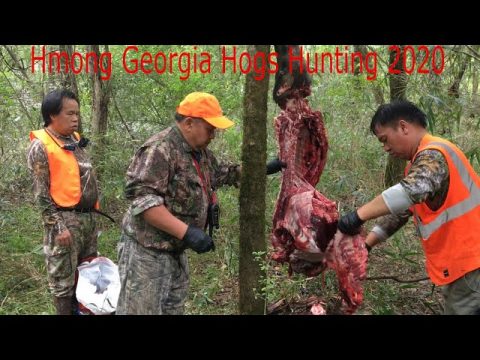 hmong Georgia Hogs Hunting / Hmoob meskas tua npua teb 2020