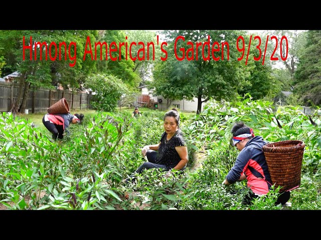 hmong American Picking Thai Chilli Peppers/Hmoob meskas de kua txob 9/3/2020