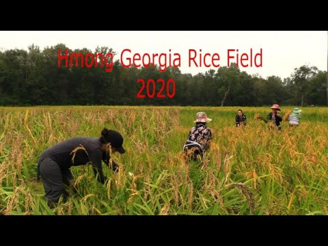 hmong Georgia Rice Field/Hmoob Meskas Hlais Nplej Sept.12,2020 Part 1