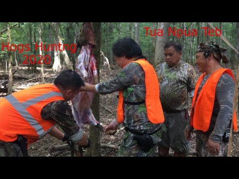 hmong hogs Hunting/hmoob tua npua teb nyob meskas 2020