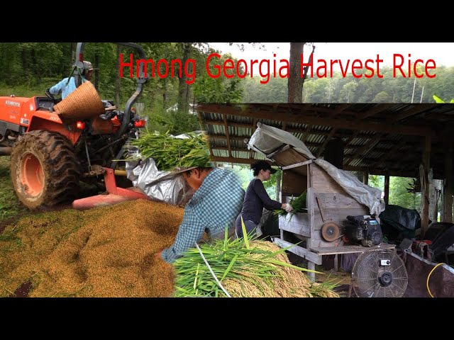 hmong Georgia Rice Field/hmoob hlais nplej mtob meskas teb 2020 P2 End
