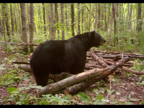 Hmong Minnesota Black Bear Hunting 2020 - Hmoob Misnisxaustas tua daid dub