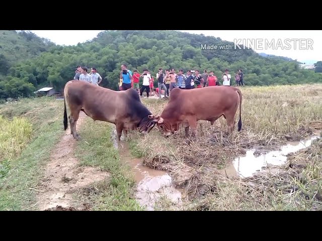 Hmoob nyab laj tso 6 tus nyuj sib nraus zoo saib heev 29/09/2020