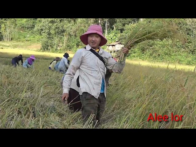 Hmong hlai nplej 2020