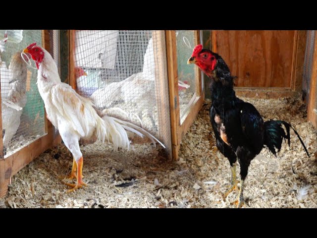 Hmong American’s Chicken Farm/Hmoob Meskas Tu qaib 2020