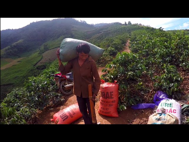 Vợ Chồng Bác Hmong Ngủ Trên Nương 14 ngày | lên đồi hái cà phê | tập 1