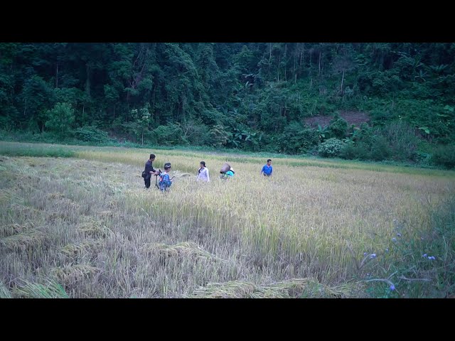 Hmong Life In Viet Nam「November 4, 2020」
