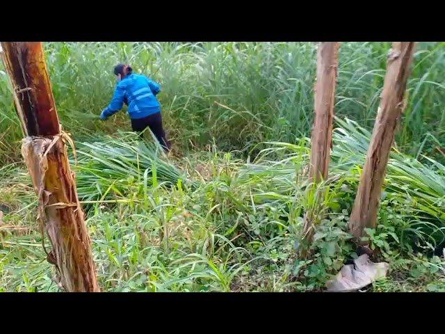 Ib yam hmoob mus des zaub nyuj  thiab pus nyuj teb