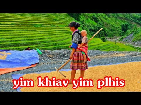 #Hmong Vietnam- ชาวนาม้งเวียดนาม #เพลงม้งเพราะๆ  พัดลมเป่าข้าวลีบออก #MùCangChải  #YênBái