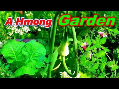 A Hmong Garden - Hmoob Lub Vaj Zaub