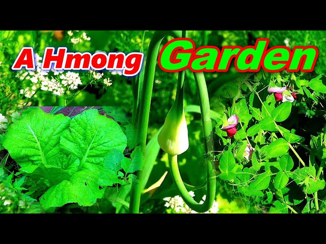 A Hmong Garden – Hmoob Lub Vaj Zaub