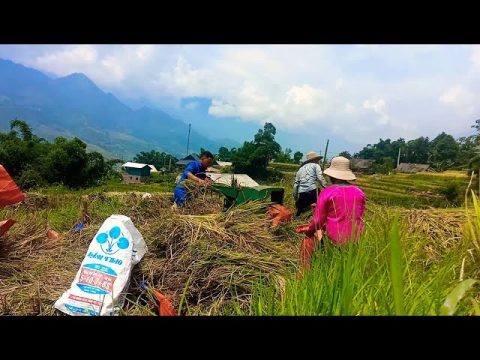Autumn Harvest Rice Hmong Vietnam | Yeej Koob Yaj