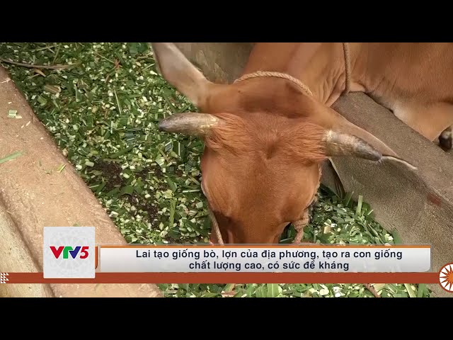 [TIẾNG MÔNG] SƠN LA ỨNG DỤNG CÔNG NGHỆ CAO TRONG SẢN XUẤT NÔNG NGHIỆP | VTV5