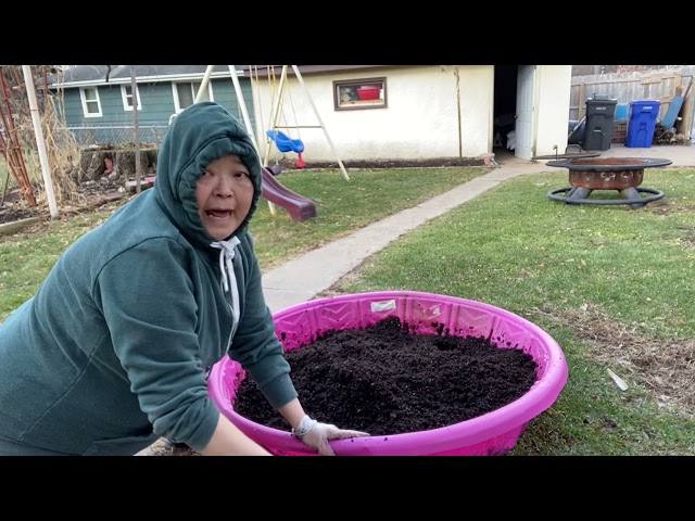 Hmong garden. Tshais yub kua txob