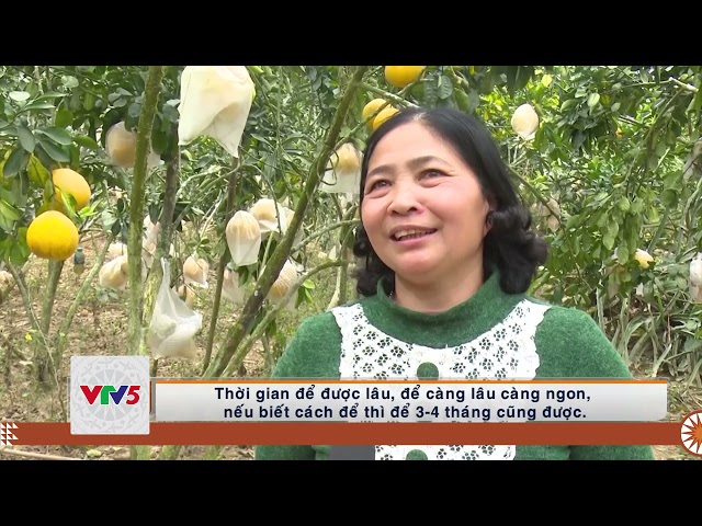 [TIẾNG MÔNG] BƯỞI DIỄN – HƯỚNG PHÁT TRIỂN KINH TẾ MỚI | VTV5