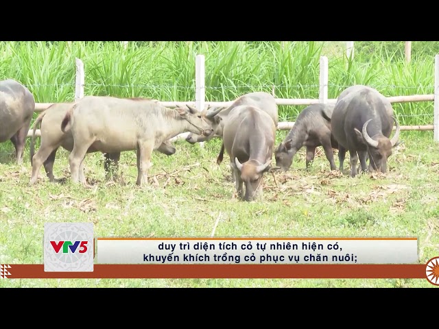 [TIẾNG MÔNG] PHÁT TRIỂN KINH TẾ TỪ CHĂN NUÔI ĐÀN ĐẠI GIA SÚC Ở BA BỂ | VTV5
