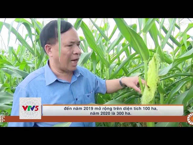 [TIẾNG MÔNG] SƠN LA PHÁT TRIỂN CHUỖI LIÊN KẾT SẢN XUẤT NÔNG NGHIỆP