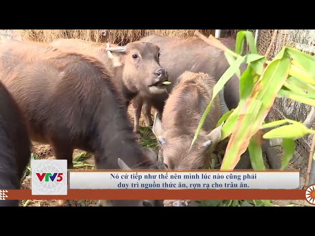 [TIẾNG MÔNG] PHÁT TRIỂN MÔ HÌNH NUÔI TRÂU SINH SẢN XÓA ĐÓI GIẢM NGHÈO | VTV5
