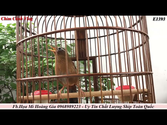 E1393 Chim Họa Mi Hót , Tiếng Khèn Bản Mông Lại Cất Tiếng , Chim Thuần Hót Tốt