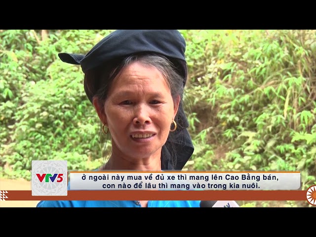 [TIẾNG MÔNG] PHÁT TRIỂN KINH TẾ TỪ CHỢ TRÂU BÒ NGHIÊN LOAN | VTV5