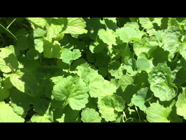 Tsob tshuaj paj ntaub kho tau ntau yam mob 5/18/21