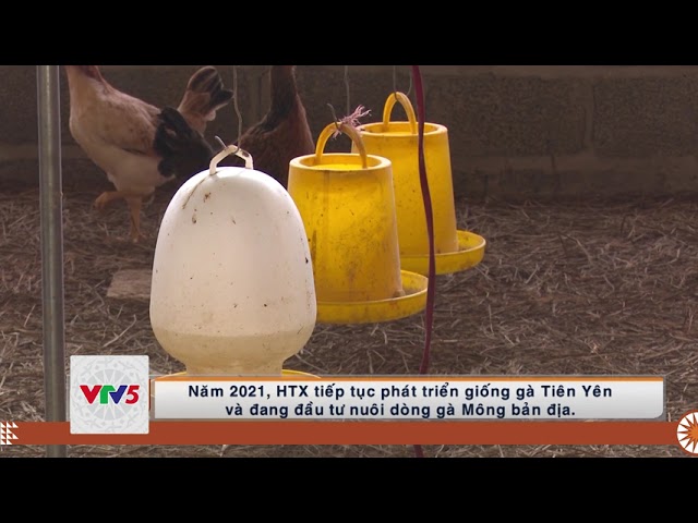 [TIẾNG MÔNG] PHÁT TRIỂN MÔ HÌNH NUÔI GÀ THẢO MỘC Ở BẮC KẠN | VTV5