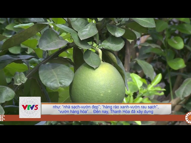 [TIẾNG MÔNG] PHÁT TRIỂN VƯỜN MẪU TRONG XÂY DỰNG NÔNG THÔN MỚI Ở THANH HÓA | VTV5