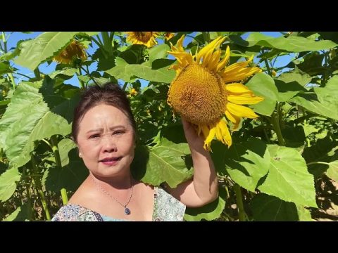 Hmong Farming in Fresno California  2021   HD