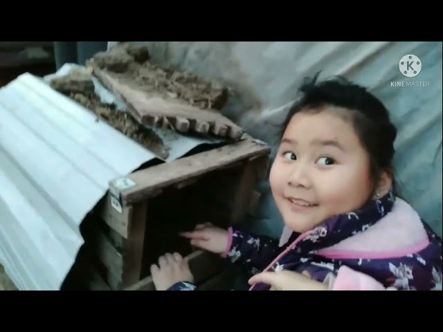 hmong Argentina   pub qaib os 08/06/21