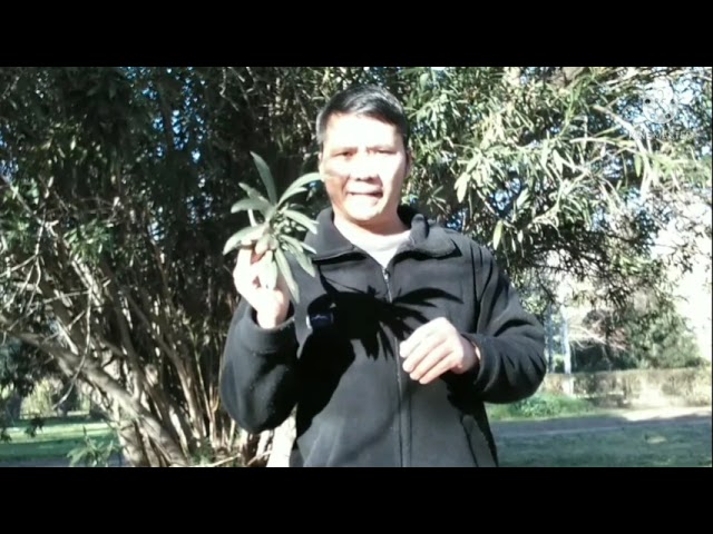 hmong Argentina Qhia ua tshuaj tua kab 14/06/2021