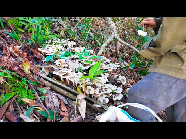 mus Rho Nceb Laug Qaib Toj Siab@Zoo Hmoob Tiam21.17.06.2021.