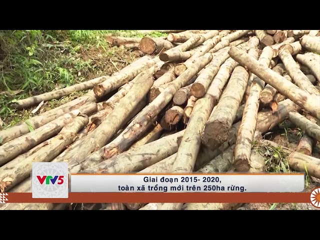 [TIẾNG MÔNG] BẮC KẠN PHÁT TRIỂN KINH TẾ LÂM NGHIỆP | VTV5