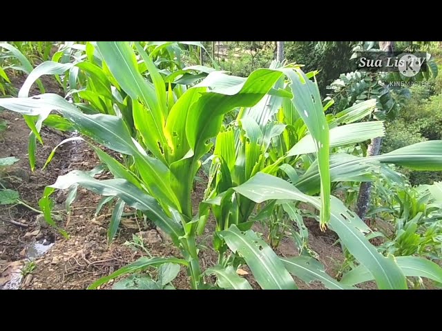 vaj pov hawj kwv txhiaj nkauj  nraug Kev deb