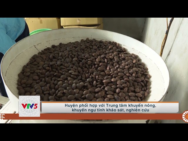 [TIẾNG MÔNG] ĐÀ BẮC PHÁT TRIỂN NÔNG NGHIỆP HÀNG HÓA | VTV5