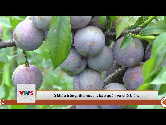 [TIẾNG MÔNG]  NGÀNH NÔNG NGHIỆP SƠN LA ỨNG PHÓ TRƯỚC TÁC ĐỘNG CỦA ĐẠI DỊCH COVID 19