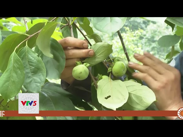 [TIẾNG MÔNG] PHÁT TRIỂN CÂY ĂN QUẢ TẠI HIỆP LỰC | VTV5
