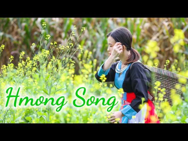 Hmong Song – Nkauj Hmoob Nkauj Tus Siab Kho Siab Zoo Mloog Heev