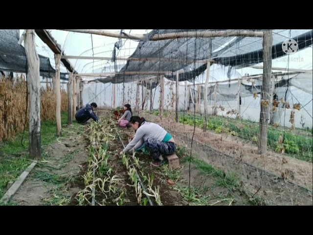 hmong Argentina cov nyiam tub ua teb os 15/08/21