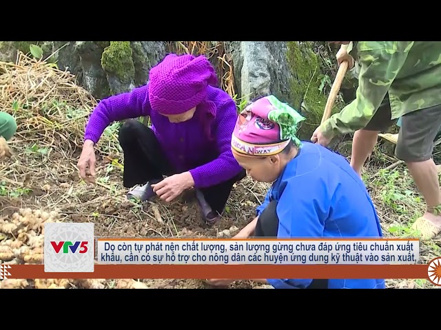 [TIẾNG MÔNG] PHÁT TRIỂN CÂY GỪNG VÀ VẤN ĐỀ LIÊN KẾT BAO TIÊU SẢN PHẨM | VTV5