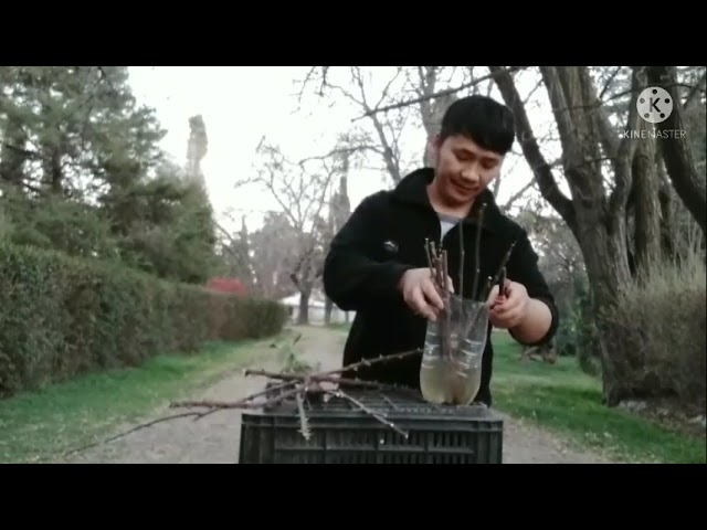 hmong Argentina qhia ua tshuaj ko cag tuaj sai os 16/08/21