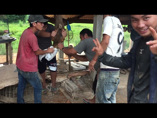 Hmong tua dev noj txaus ntshai herb