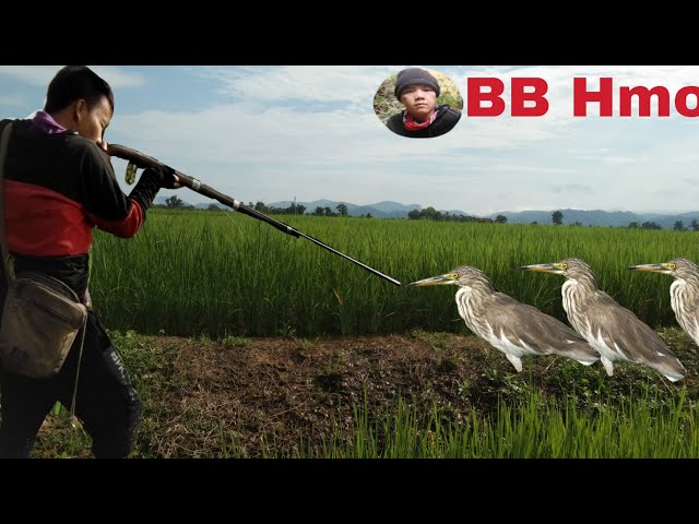 ล่ายิงนกกระยางยาวตามทุ่งนา Ep100 [BB Hmong]