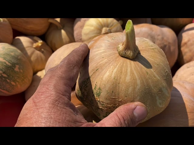 Hmong Pumpkin Variety * Taub Dag Hmoob Cog Nyob Fresno