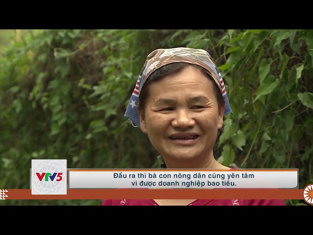 [TIẾNG MÔNG] CƠ HỘI CHO CÂY DƯỢC LIỆU  | VTV5