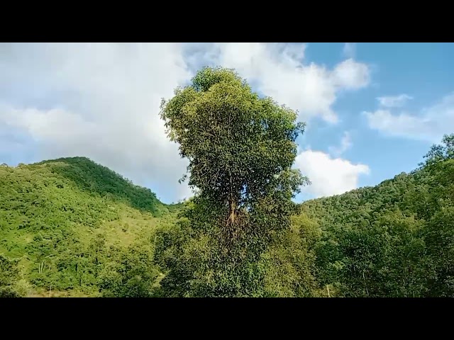 mu zov piv e kho2 siab hai kwv txhiaj .ncauj dag siab tsi yuav 19/9/2021