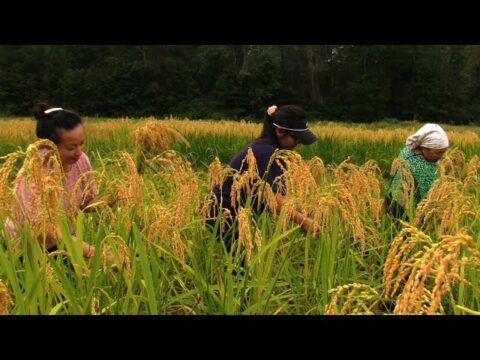 Hmong In State Of GEORGIA Harvest Rice Field/hmoob mes kas hlais nplej liaj 2021 EP 1