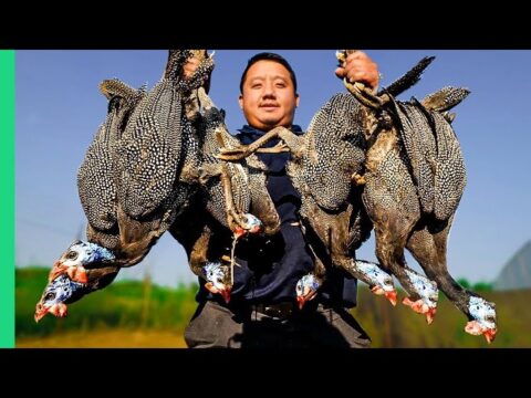 Exotic Birds TAKEOVER Wisconsin!!! Cooking HMONG Style in the Midwest!!